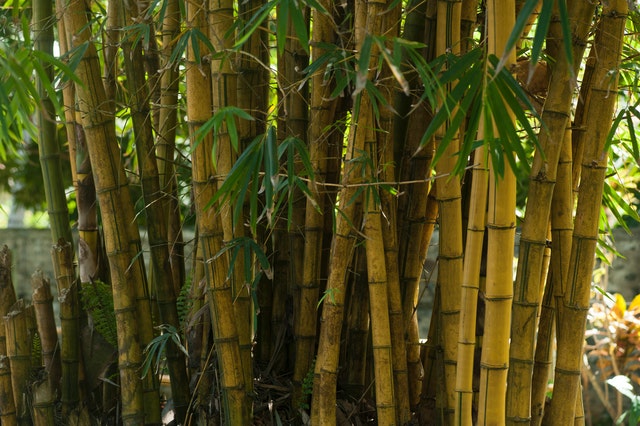 bamboo as a reinforcement