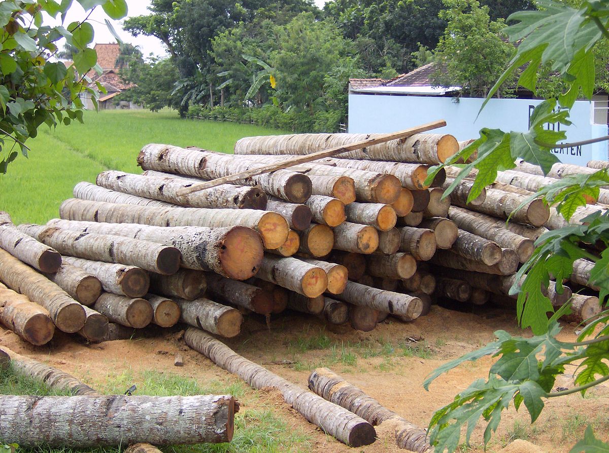 uses of palm tree wood